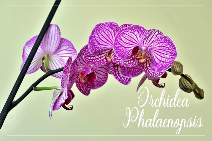 Orchidea-Phalaenopsis